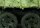 Black Thick Mud - Thick Mud Textures 200 ml