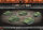 Flames of War SU: T-70 Tank Company (x5 Plastik)