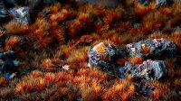 Alien Fire Tuft 6mm - Wild