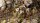Tiny Tufts Dry Green (2mm)