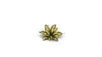Laser Plants - Dumb Cane