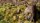 Green Meadow Set - Wild (4mm/6mm)