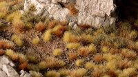 Dry Steppe Set - Wild (4mm/6mm)