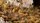 Dry Steppe Set - Wild (4mm/6mm)