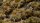 Marshland Set - Wild (4mm/6mm)