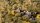 Highland Tuft Set - Wild (2-6mm)