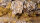 Spikey Beige 12mm - Wild