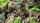 Toxic Waste Set - Wild (6mm)
