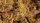 Beige 2mm
