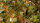 Dry Green 2mm
