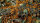 Copper Brown 2mm
