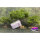 Krautcover Scenics: Kraut for Trees (400ml)