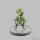 Pathfinder Deep Cuts Mini.: Leshy Window Box Set