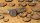Deserts of Maahl - Round 40mm (x5)