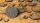 Deserts of Maahl - Round 60mm (x2)