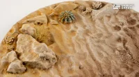 Deserts of Maahl - Round 100mm (x1)