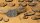 Deserts of Maahl - Oval 60mm (x4)
