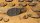Deserts of Maahl - Oval 75mm (x3)