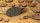 Deserts of Maahl - Oval 90mm (x2)