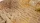 Deserts of Maahl - Oval 170mm (x1)