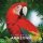 Life of the Amazonia (DE)