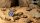 Deserts of Maahl - Round 28mm (x8)