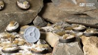Winter - Round 28mm (x8)