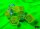 Würfelset: 7 Würfel mehrseitig Gemini® Polyhedral Plasma Green-Teal/orange Luminary™ 7-Die Set