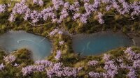 Lavender Flowers