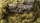 Light Green Shrubs