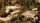 Dry Green Shrubs
