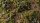 Strong Green Shrubs