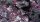 Boxed Sets - Purple Swarm Basing Box
