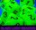 Würfelset: 7 Würfel mehrseitig Vortex Mega-hedral Bright Green/black 7-Die Set