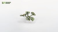 Laser Plants - Bugloss