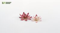 Laser Plants - Lotus Flower