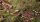 Tiny Tufts Green (1mm)