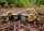Würfelset: 7 Würfel mehrseitig Brush™ Polyhedral Deep Forest™/gold